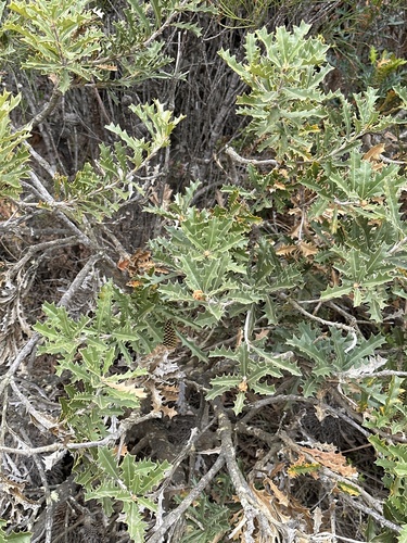 Banksia aculeata, photograph 3