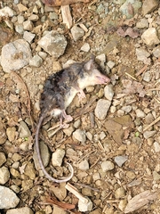 Didelphinae