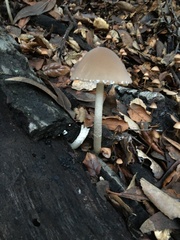 Psathyrella longipes