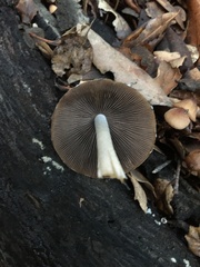 Psathyrella longipes