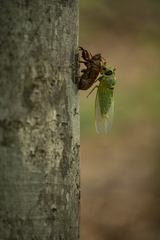 Auritibicen japonicus
