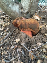 Suillellus amygdalinus