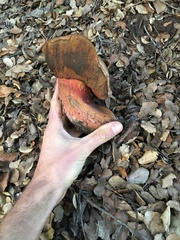 Suillellus amygdalinus