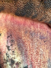 Suillellus amygdalinus