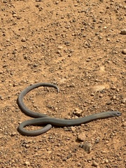 Pygopus lepidopodus