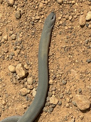 Pygopus lepidopodus