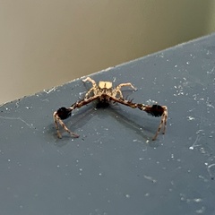 Stephanopis barbipes