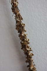 Liatris pycnostachya