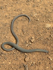 Pygopus lepidopodus