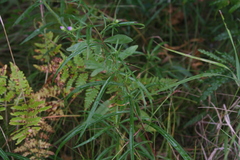 Symphyotrichum robynsianum