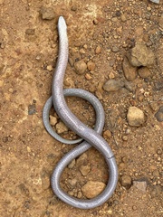 Pygopus lepidopodus