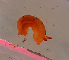 Dendrodoris guttata