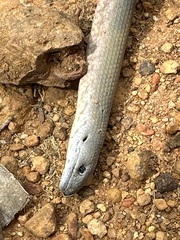 Pygopus lepidopodus