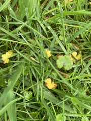 Hydrocotyle microphylla