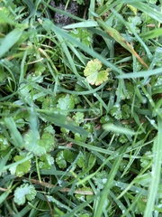 Hydrocotyle microphylla
