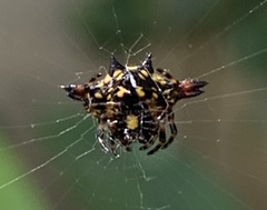 Gasteracantha geminata