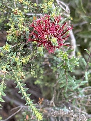 Melaleuca anisandra