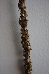 Liatris pycnostachya