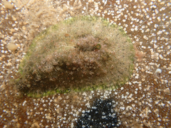 Dolabrifera dolabrifera