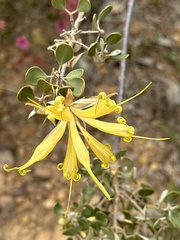 Lambertia inermis drummondii