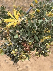 Lambertia inermis drummondii