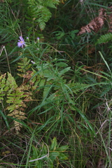 Symphyotrichum robynsianum