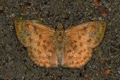 Carrhenes meridensis