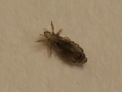 Pediculus humanus