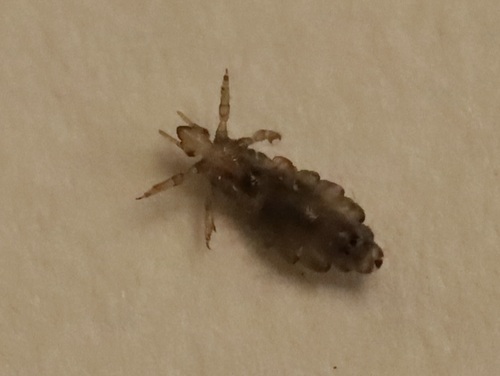 Human Louse photo 5