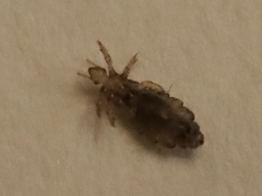 Pediculus humanus