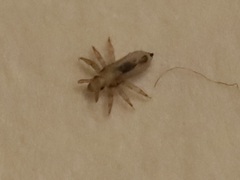 Pediculus humanus capitis