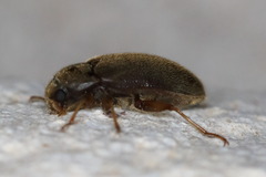 Pelonomus obscurus