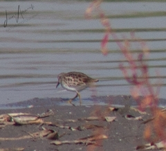 Calidris minutilla