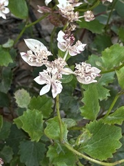Xanthosia rotundifolia