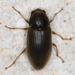 Long-toed Water Beetles - Photo (c) Eric Carpenter, some rights reserved (CC BY-NC), uploaded by Eric Carpenter