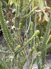 Pimelea ferruginea