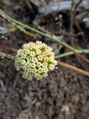 Asteriscium chilense