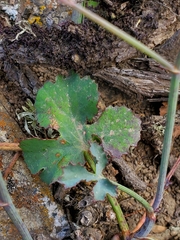 Asteriscium chilense