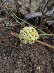 Asteriscium chilense