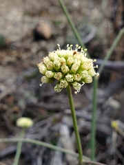 Asteriscium chilense
