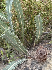 Banksia