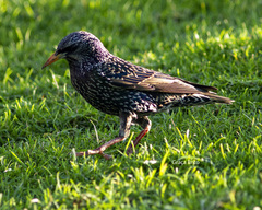 Sturnus vulgaris