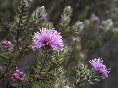 Melaleuca squamea