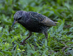 Sturnus vulgaris