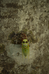 Auritibicen japonicus