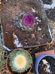 Brassica oleracea acephala