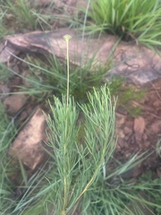 Euryops laxus