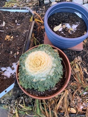 Brassica oleracea acephala