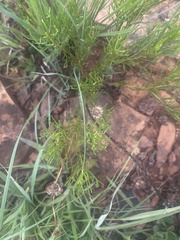 Euryops laxus