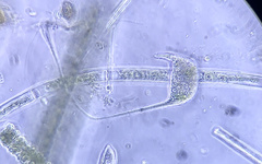 Lacrymaria olor